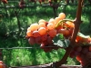 2010-09-24_14-04-31