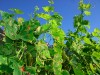 Alte und frische Flecken