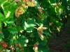 Alte Flecken und Blattfall