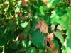 Alte Flecken und Blattfall