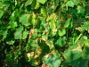 Alte Flecken und Blattfall