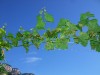 Alte und frische Flecken